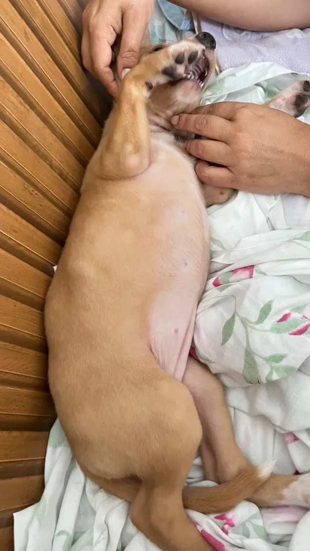 Cachorro raça Pit-Bull idade 2 a 6 meses nome Mel