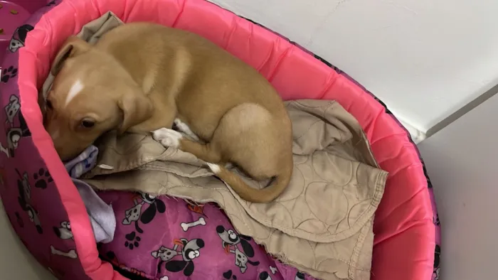 Cachorro raça Pit-Bull idade 2 a 6 meses nome Mel