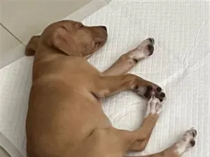 Cachorro raça Pit-Bull idade 2 a 6 meses nome Mel