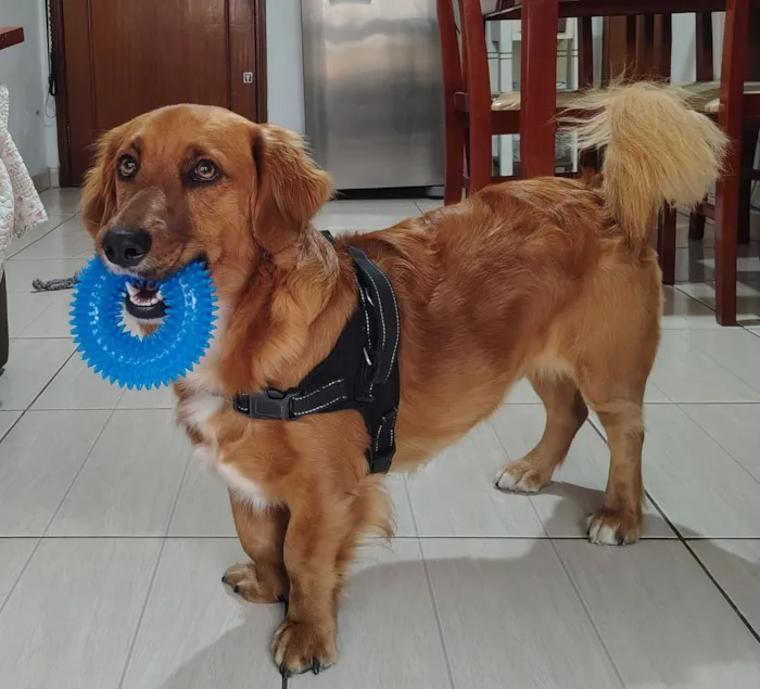 Cachorro raça SRD-ViraLata idade 1 ano nome Léo