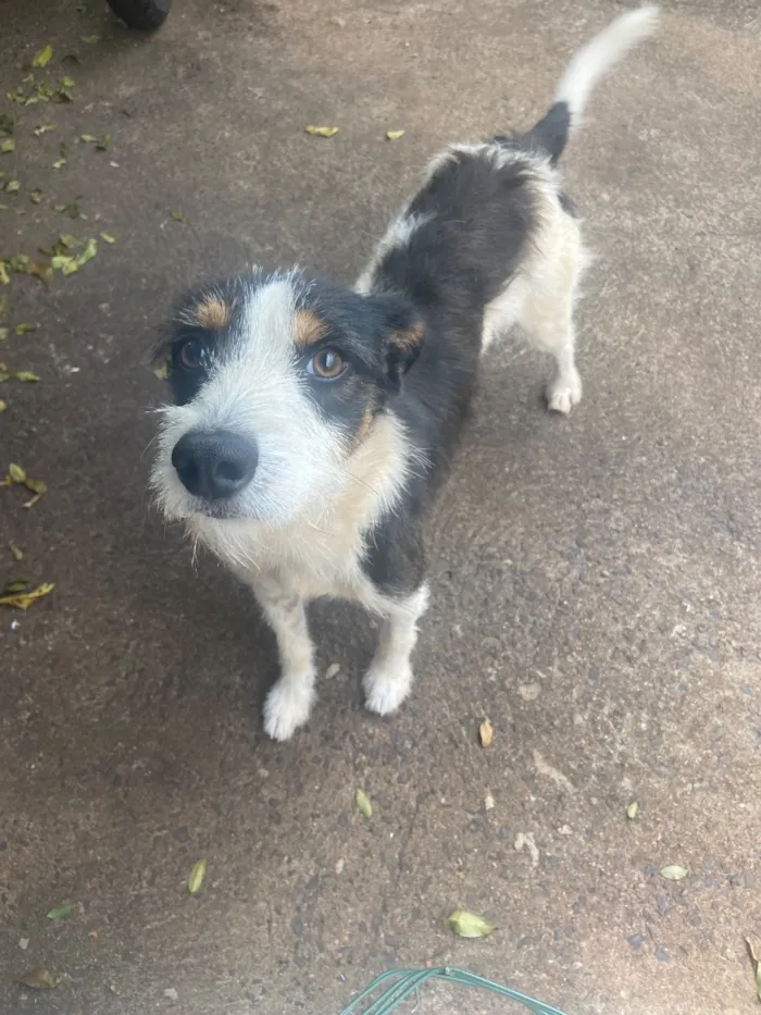 Cachorro raça SRD-ViraLata idade 1 ano nome Bob
