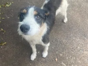 Cachorro raça SRD-ViraLata idade 1 ano nome Bob