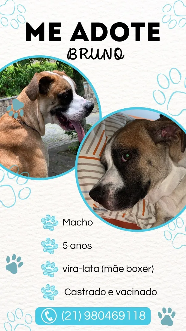 Cachorro raça SRD-ViraLata idade 5 anos nome Bruno