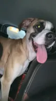 Bruno