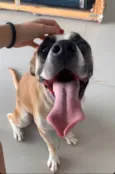 Bruno