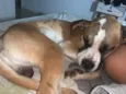 Bruno
