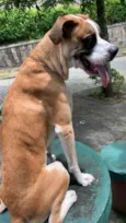 Bruno
