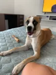 Bruno