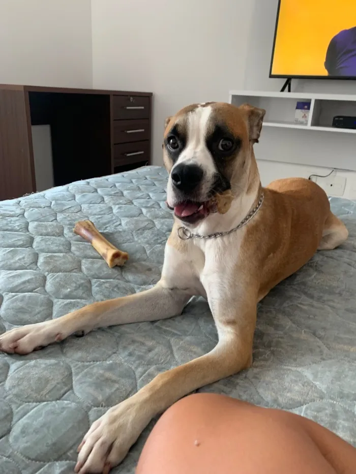 Cachorro raça SRD-ViraLata idade 5 anos nome Bruno