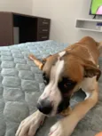 Bruno