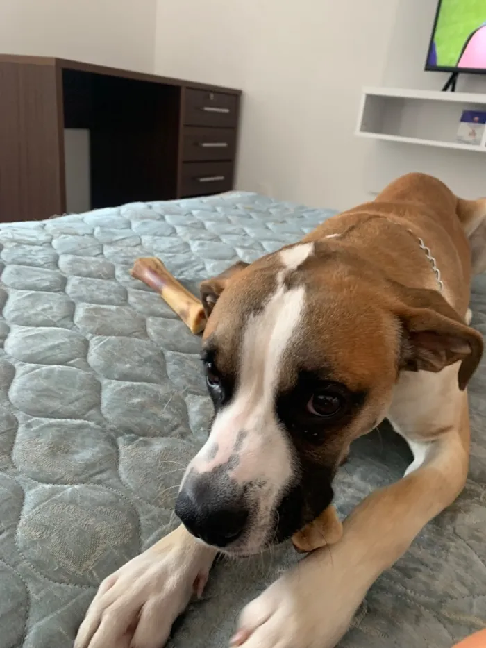 Cachorro raça SRD-ViraLata idade 5 anos nome Bruno