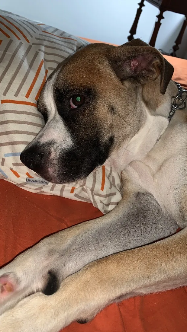 Cachorro raça SRD-ViraLata idade 5 anos nome Bruno