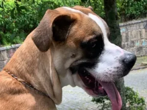 Cachorro raça SRD-ViraLata idade 5 anos nome Bruno