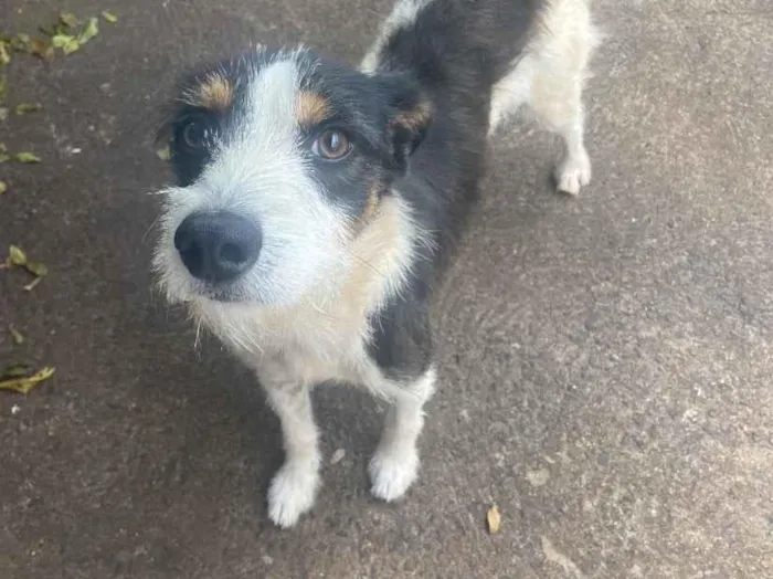 Cachorro raça SRD-ViraLata idade 1 ano nome Bob