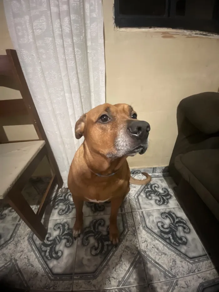 Cachorro raça SRD-ViraLata idade 5 anos nome Luke Eduardo
