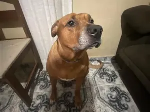 Cachorro raça SRD-ViraLata idade 5 anos nome Luke Eduardo