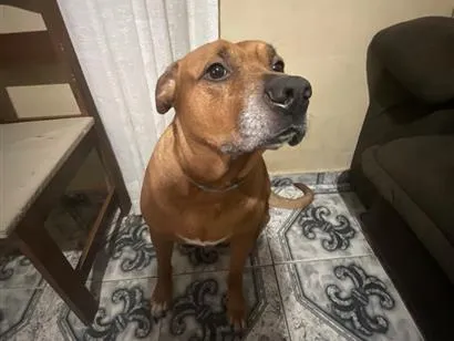 Cachorro raça SRD-ViraLata idade 5 anos nome Luke Eduardo