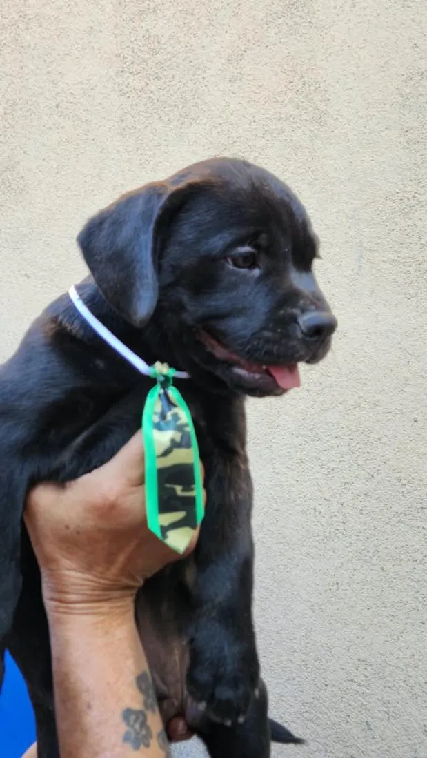 Cachorro raça SRD-ViraLata idade 2 a 6 meses nome Bolt