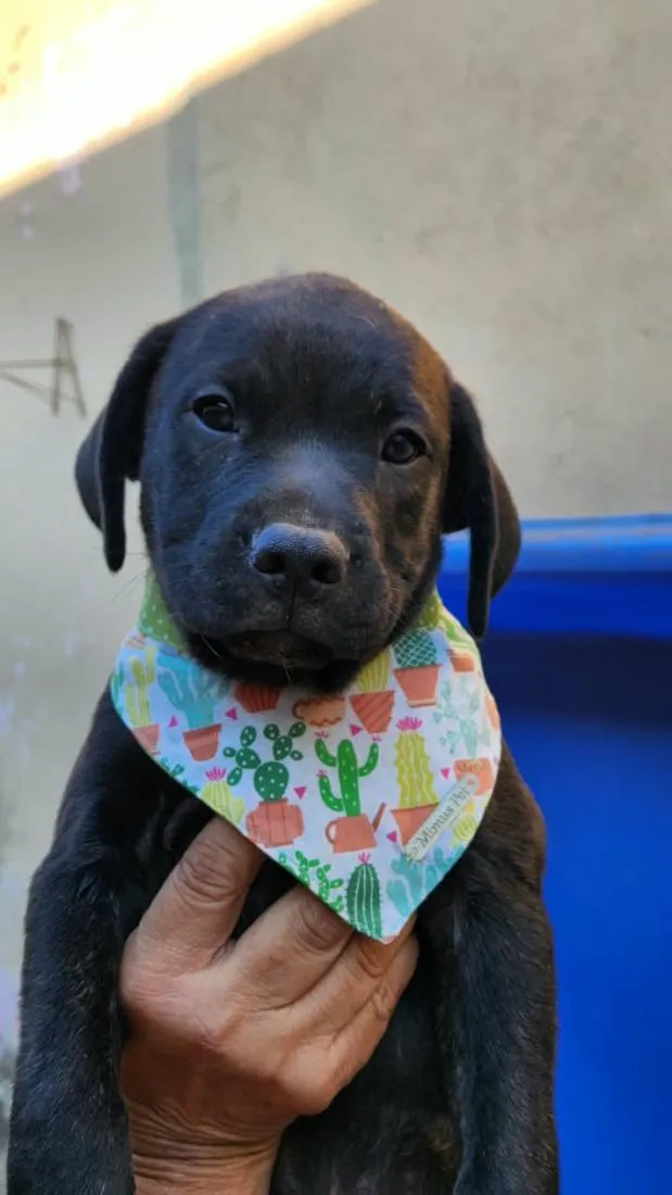 Cachorro raça SRD-ViraLata idade 2 a 6 meses nome Bolt