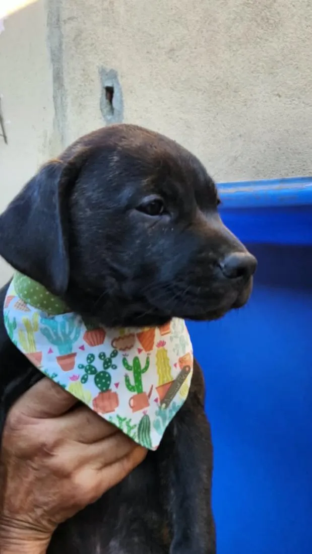 Cachorro raça SRD-ViraLata idade 2 a 6 meses nome Bolt