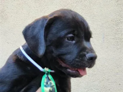 Cachorro raça SRD-ViraLata idade 2 a 6 meses nome Bolt