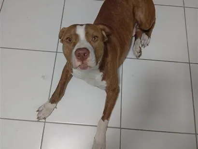 Cachorro raça Pit-Bull idade 1 ano nome Thomas