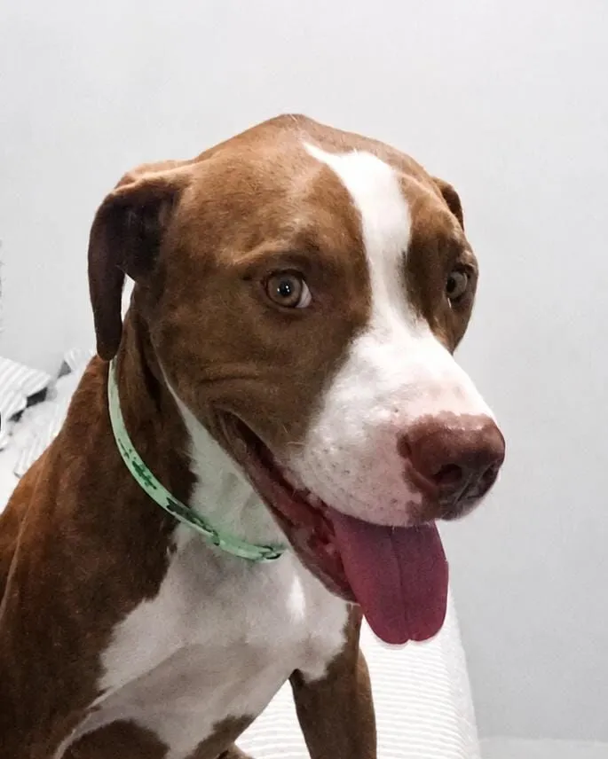 Cachorro raça Pit-Bull idade 1 ano nome Thomas