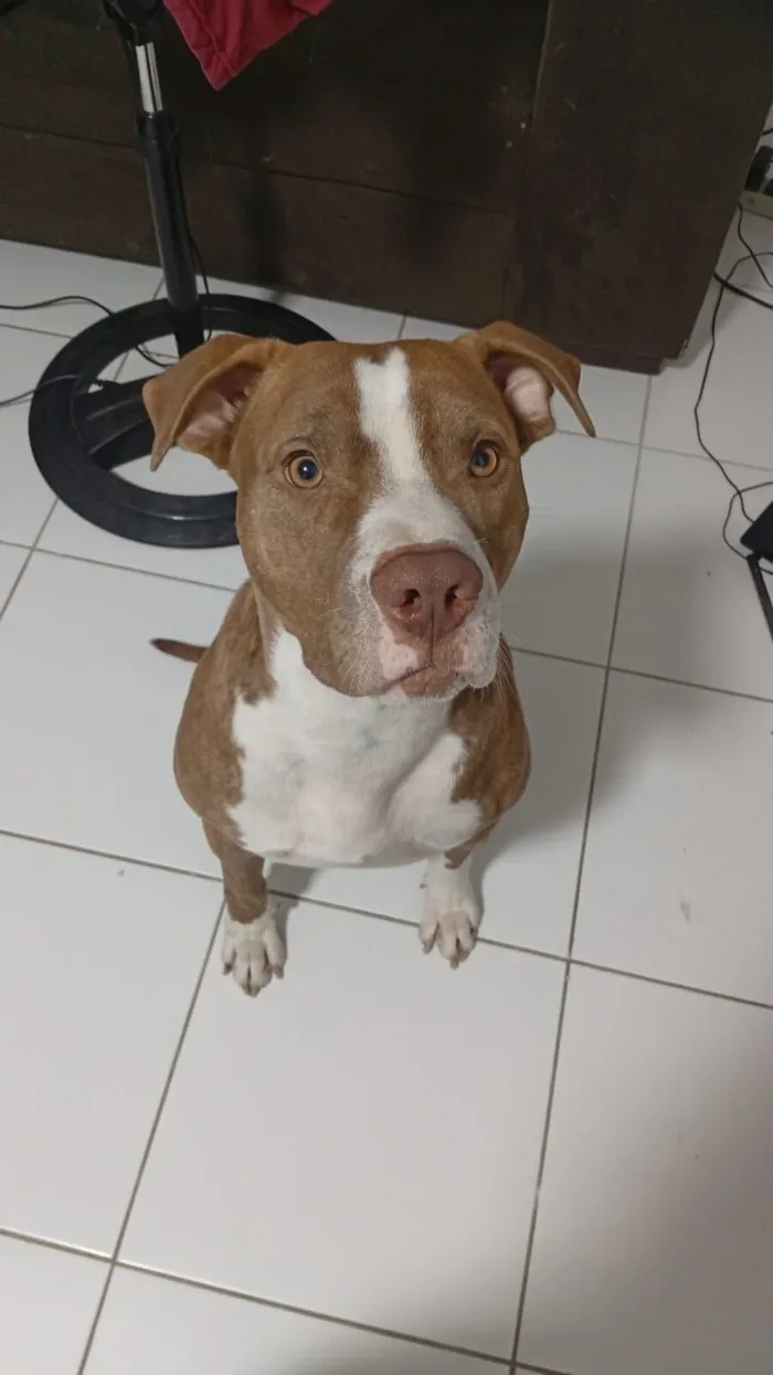 Cachorro raça Pit-Bull idade 1 ano nome Thomas