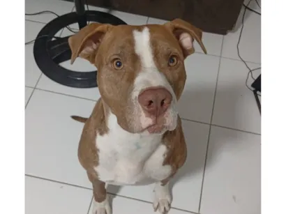 Cachorro raça Pit-Bull idade 1 ano nome Thomas