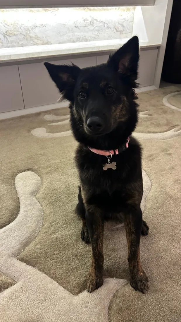 Cachorro raça SRD-ViraLata idade 1 ano nome Nala