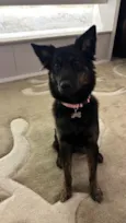 Nala