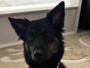 Cachorro raça SRD-ViraLata idade 1 ano nome Nala