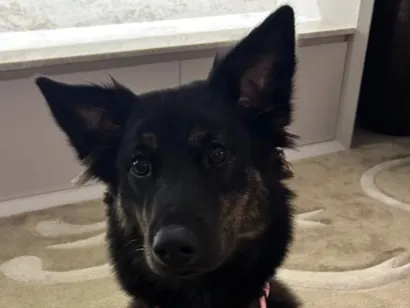 Cachorro raça SRD-ViraLata idade 1 ano nome Nala