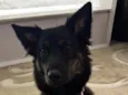 Nala