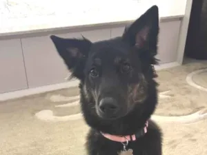 Cachorro raça SRD-ViraLata idade 1 ano nome Nala