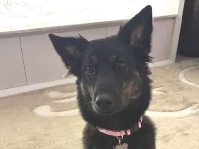 Cachorro raça SRD-ViraLata idade 1 ano nome Nala