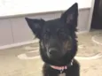 Nala