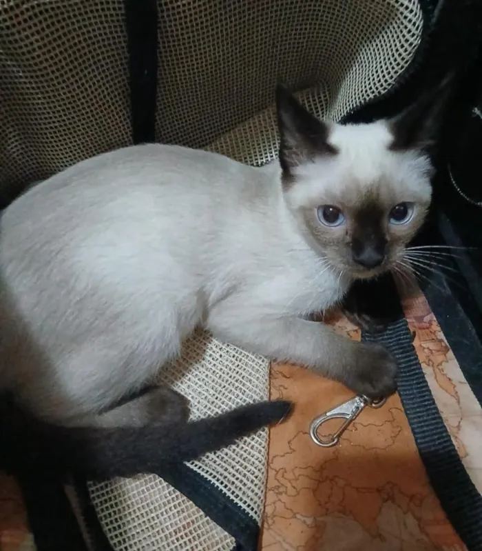 Gato raça Siamês idade 2 a 6 meses nome LINDINHA 