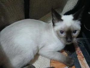 Gato raça Siamês idade 2 a 6 meses nome LINDINHA 