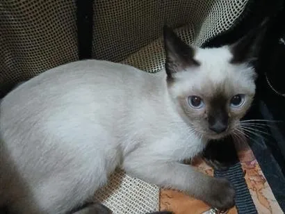 Gato raça Siamês idade 2 a 6 meses nome LINDINHA 