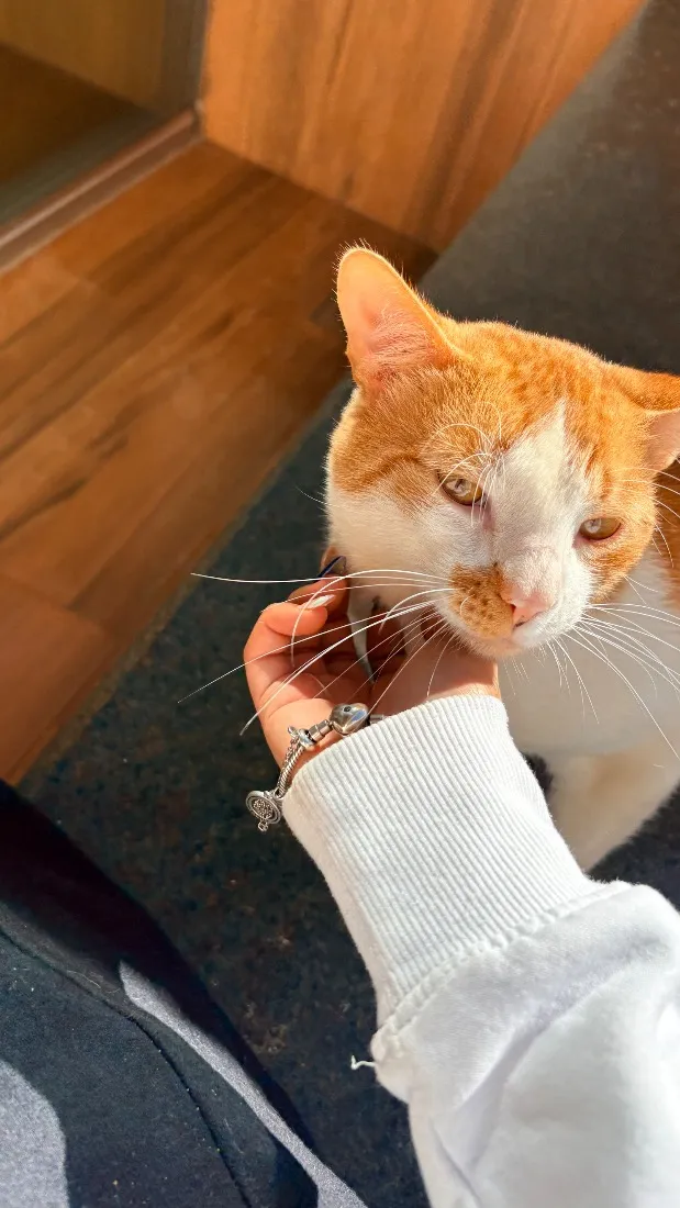 Gato raça SRD-ViraLata idade 2 anos nome Nick