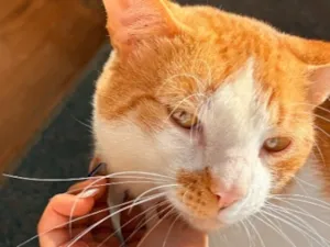 Gato raça SRD-ViraLata idade 2 anos nome Nick