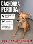 pinscher