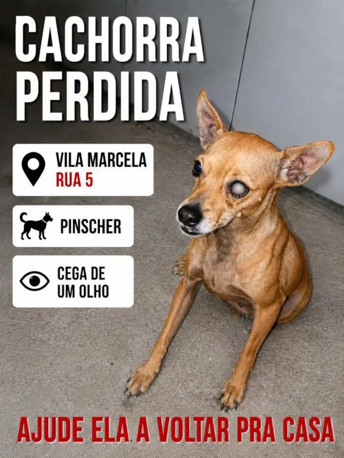 Cachorro raça Pinscher idade 3 anos nome pinscher