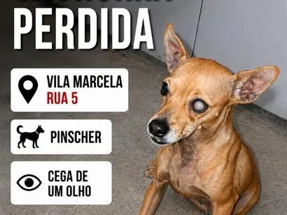 Cachorro raça Pinscher idade 3 anos nome pinscher
