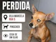 pinscher