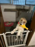 Pitoco