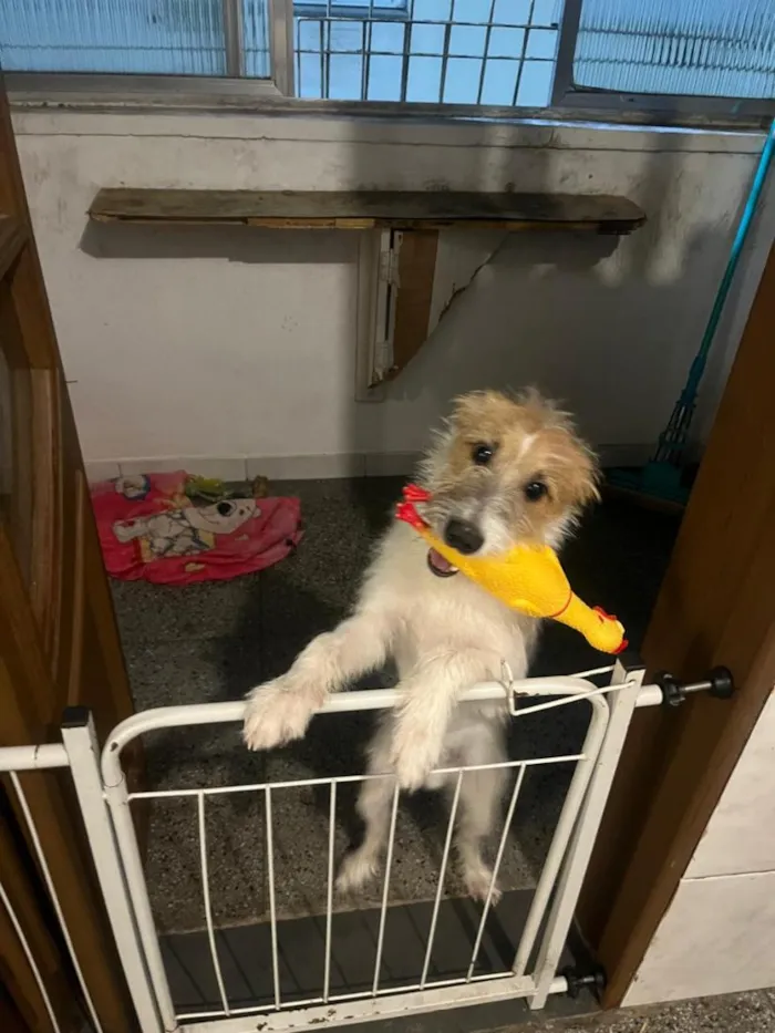Cachorro raça SRD-ViraLata idade 2 a 6 meses nome Pitoco