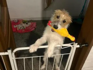 Cachorro raça SRD-ViraLata idade 2 a 6 meses nome Pitoco