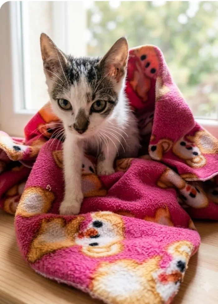 Gato raça SRD-ViraLata idade 2 a 6 meses nome Mia